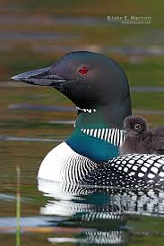 Small Bird With Black And White Striped Head Uk The Loon Birds North America Or Divers Uk Ireland Are A Group Of Aquatic Birds The Loons Toes Are Connected By Webbing Birds Aquatic Birds Beautiful Birds