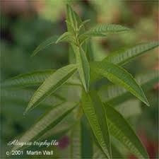 A table for rue, please: Lemon Verbena Cut And Sifted Sage Consulting Apothecary