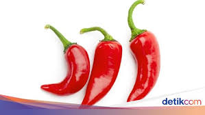 Cara menanam cabe rawit di polybag dan bisa menghasilkan uang,pekarangan rumah yang sempit tidak menjadi halangan buat kita menanam, dengan teknik ini anda. 7 Cara Menanam Cabe Di Rumah Bisa Langsung Dicoba