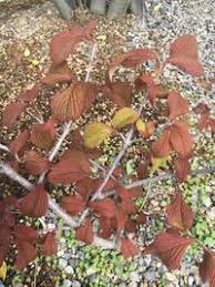 大手毬 オオデマリ の葉ぱの周りが茶色く変色してしまいました 地植え Yahoo 知恵袋