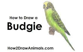 Learn how to draw a budgie parakeet🎨 art supplies we love (amazon affiliate links): How To Draw A Budgie Parakeet