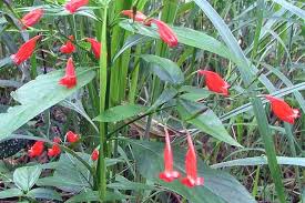 Image result for Ruellia brevifolia