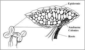 Image result for Lemna