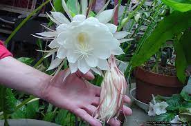 This night blooming orchid cactus has a stunningly large flower with pure white petals. Plantfiles Pictures Epiphyllum Species Dutchman S Pipe Cactus Night Blooming Cereus Epiphyllum Oxypetalum By Cgkathy