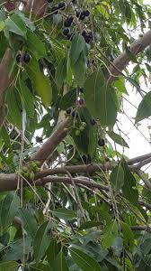 Image result for Syzygium