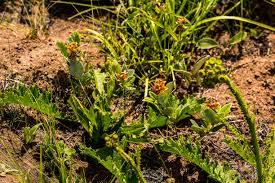 Image result for Basananthe sandersonii