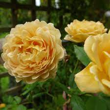 Golden Celebration Rose Golden Celebration Rose Rose David Austin Roses