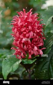 Image result for Justicia carnea