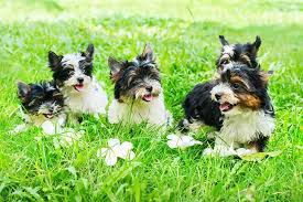 Image result for white yorkshire terrier