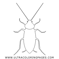 Find out more insects on printablecoloringpages.org. Roach Coloring Pages Ultra Coloring Pages