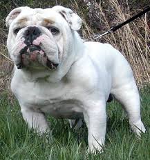 Google Image Result For Http Www Dogbreedinfo Com Images21 Bulldogchampsbosswhiteenglish Jpg Bulldog Breeds Bulldog Bulldog Puppies Get inspired, save in your collections, and share what you love on picsart. bulldog breeds bulldog bulldog puppies