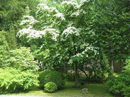 Kousa dogwood is an excellent small specimen tree. Kousa Dogwood An Early Summer Delight Seattle Japanese Garden