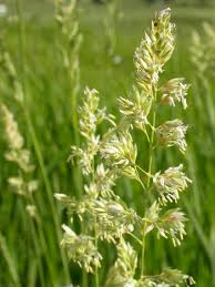 Image result for Phalaris