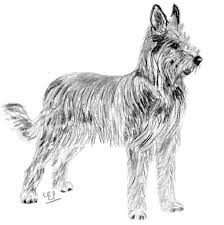 The berger picard, popularly called the picardy shepherd, is a breed of french sheepdogs known for their shaggy and unkempt physical appearance as well as lively personality. Breed Standards Berger Picard United Kennel Club Ukc