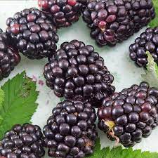 Berries and berry plants have been an american treasure for centuries. Marionberry At Jackson Perkins