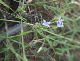 Image result for Oldenlandia affinis