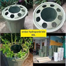 Cara budidaya ikan lele dalam ember belakangan ini menjadi tren dan perbincangan banyak orang. Ember Hydroponik Lele Ember Budikdamber 80l Kapasitas Besar Shopee Indonesia