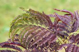 Image result for Albizia zimmermannii