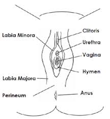 See more ideas about diagram, parts, gaggia. Vulvovaginitis