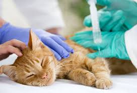 Sevo Med Southeast Veterinary Oncology And Internal Medicine