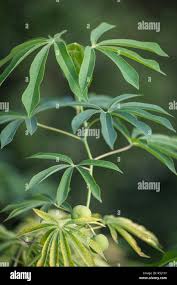 Image result for Manihot glaziovii