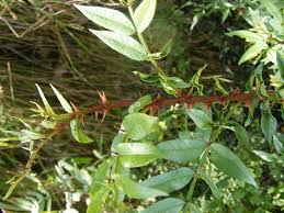 Image result for Zanthoxylum sp. A