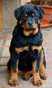 We place rottweilers throughout the united states and our surrounding area, including alabama, louisiana. 23 Best Long Haired Rottweiler Ideas Long Haired Rottweiler Rottweiler Dogs