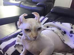What are the origins of hairless cats, and how did they become popular? Hity The Fake Elf Oriental Shorthair Kittens Oriental Shorthair Cats Cat Adoption