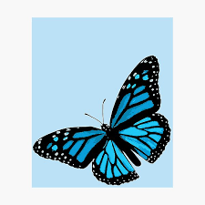 Desktop wallpaper butterflies, monarch butterfly, arthropod, pollinator, butterfly hd, beautiful background image for windows computer, laptop, iphone & android mobile. Blue Monarch Butterfly Wall Art Redbubble