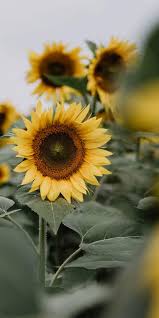 506 likes · 38 talking about this. Sunflower Aesthetic
