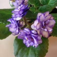 Buds cease to form or increase. African Violet Leaves Curling Dying Knowledgebase Question Garden Org