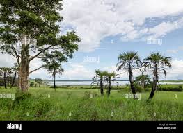 Image result for Napoleonaea angolensis