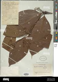 Image result for Cordia goetzei