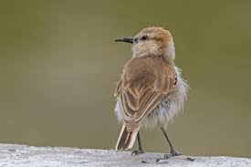 Image result for Macledium humilis