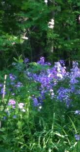Where The Wood Fairies Live Plants Garden Wood