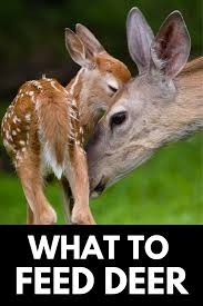 Maybe you would like to learn more about one of these? What To Feed Deer In Your Backyard Wildlife Friendly Homes 2021 Wildlife Rehabilitation Deer Wildlife