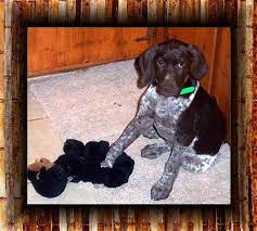 This page provides a listing of texas german shorthaired pointer breeders. 12 Week Old German Shorthaired Pointer Puppy Liver White Patched Ticked Riki Pointer Puppies German Shorthaired Pointer Puppy German Shorthaired Pointer