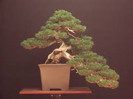 Image result for Cupressus sempervirens