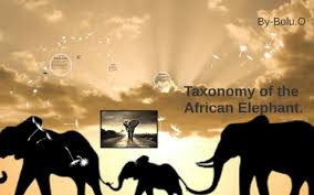 Taxonomy Of The African Elephant By Bolu Ogunniyi On Prezi