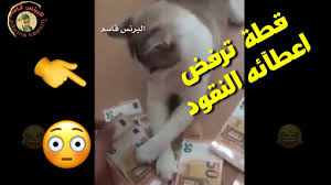 حاول ما تضحك حالات واتس آب مضحكة 2019 Youtube