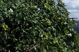 Image result for Ipomoea shupangensis