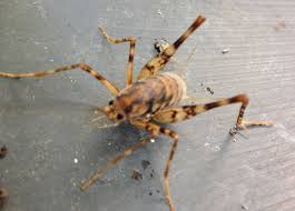 They are a large species of cricket, ranging from 3/4 of an inch to 1 ½ inches in length. Camel Cricket What S That Bug