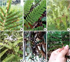 Image result for Lygodiaceae