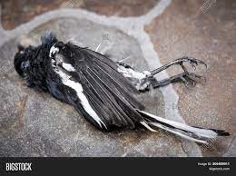 Jun 23, 2021 · i had three cat scans and a full body bone scan two weeks ago to check on the spread of my prostate cancer. Magpie Bird Killed By Image Photo Free Trial Bigstock