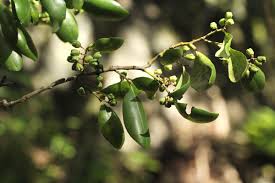 Image result for Pterocelastrus