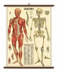Cavallini Ready To Hang Vintage School Chart 70x100cms Anatomy Of Human Body