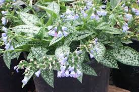 Image result for Pulmonaria Silverado