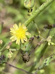 Image result for Lactuca glandulifera