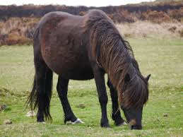 Dartmoor Pónei Cavalo - Foto gratuita no Pixabay