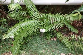 Image result for Nephrolepis biserrata